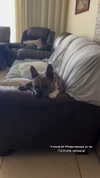 yaheli_ovadya Altpins Profile Picture