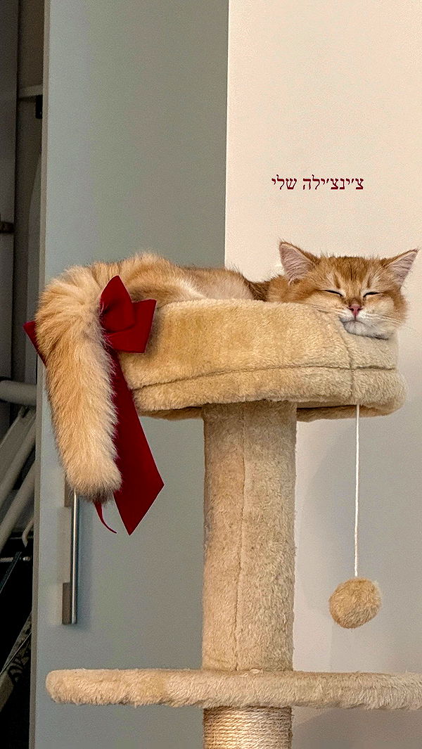 itsilanosh archive video preview