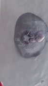 romy.benshushan Altpins Profile Picture