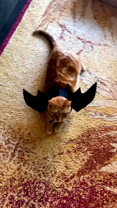 winbun.io winbun.io archive video