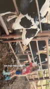 roniredner Altpins Profile Picture
