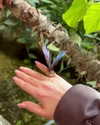 orcoheen Altpins Profile Picture