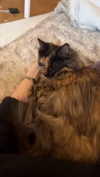 linzoor Altpins Profile Picture