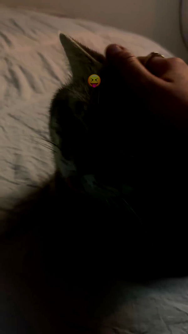 natahalieeee archive video preview