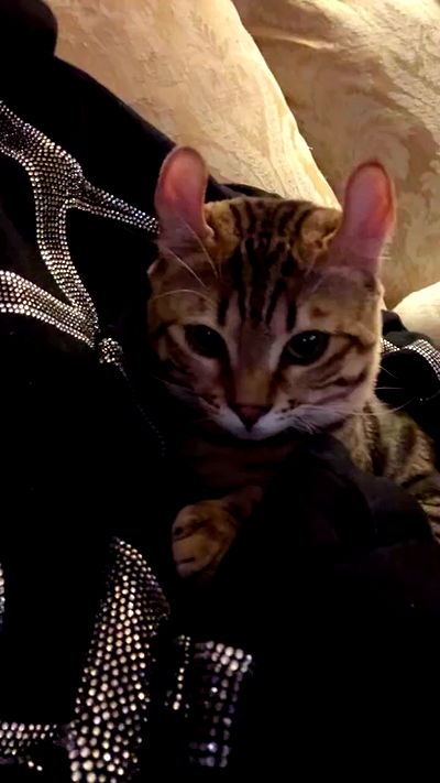 laurinchhhe laurinchhhe archive video