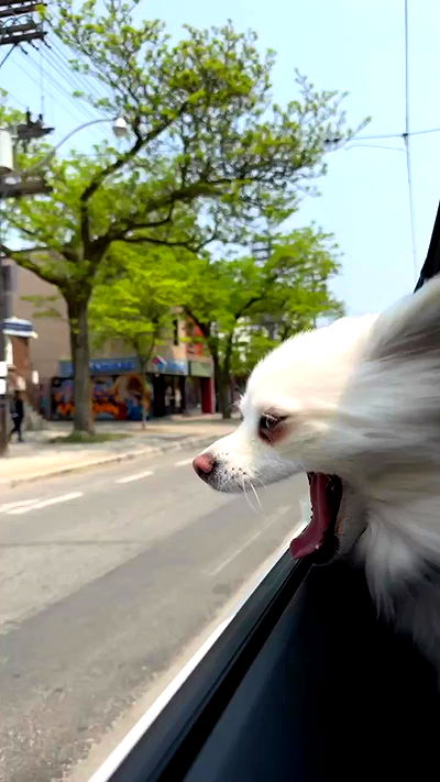 carolinezalog carolinezalog archive video