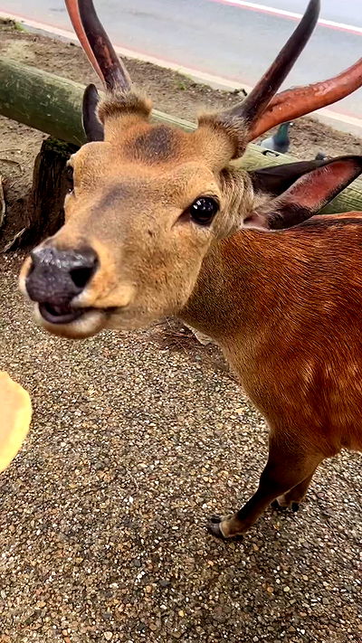 ormosheee ormosheee archive video