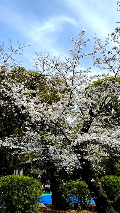 kasumi_sen kasumi_sen archive video