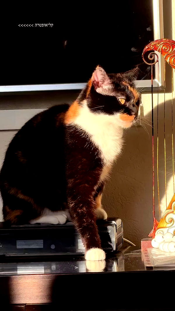 itsilanosh archive video preview