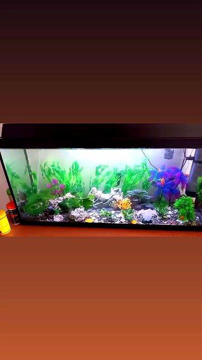 yuri.gever yuri.gever archive video