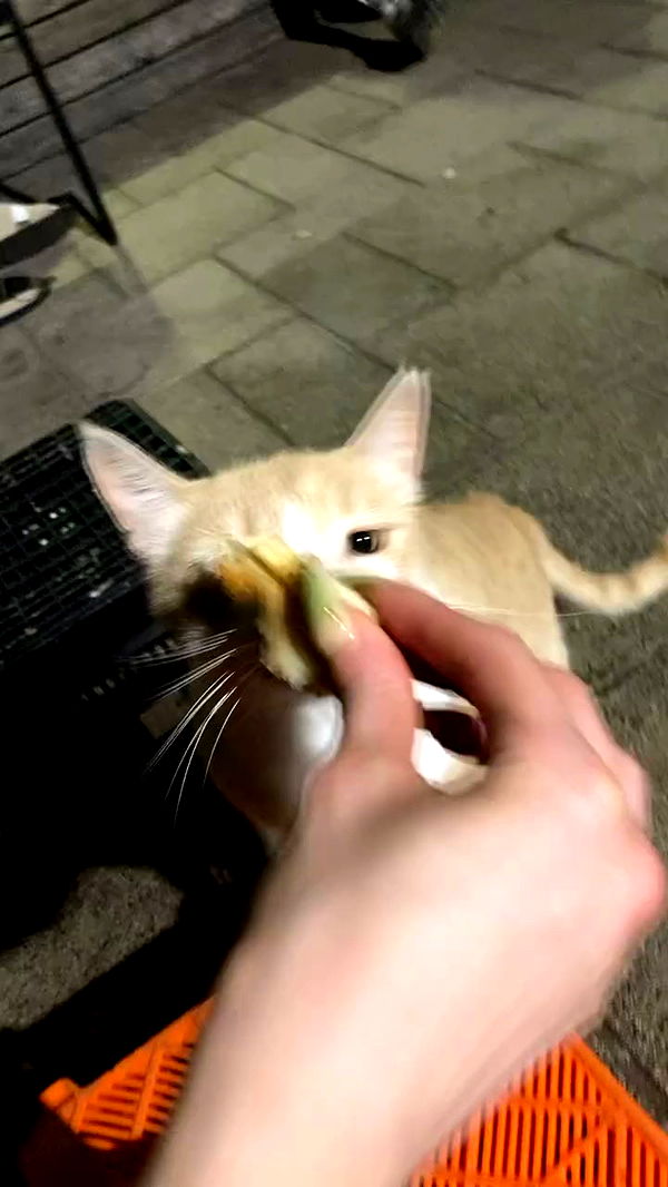 1.lostloli archive video preview