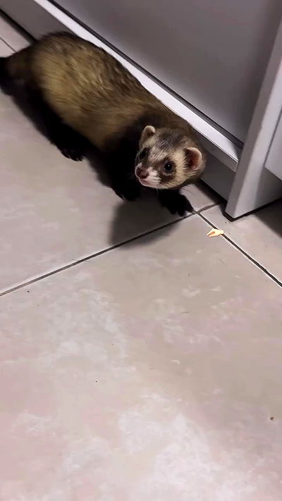 lissi77 lissi77 archive video