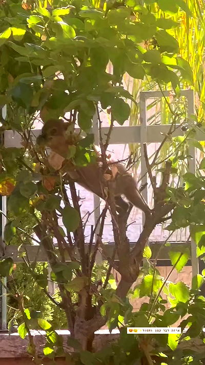 nikolgolovatzky nikolgolovatzky archive video