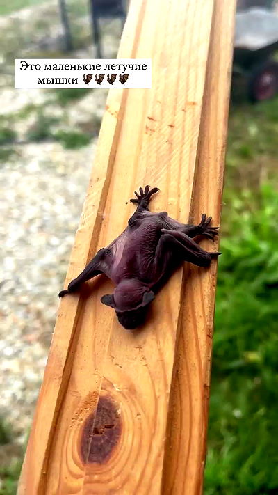 nyityam nyityam archive video