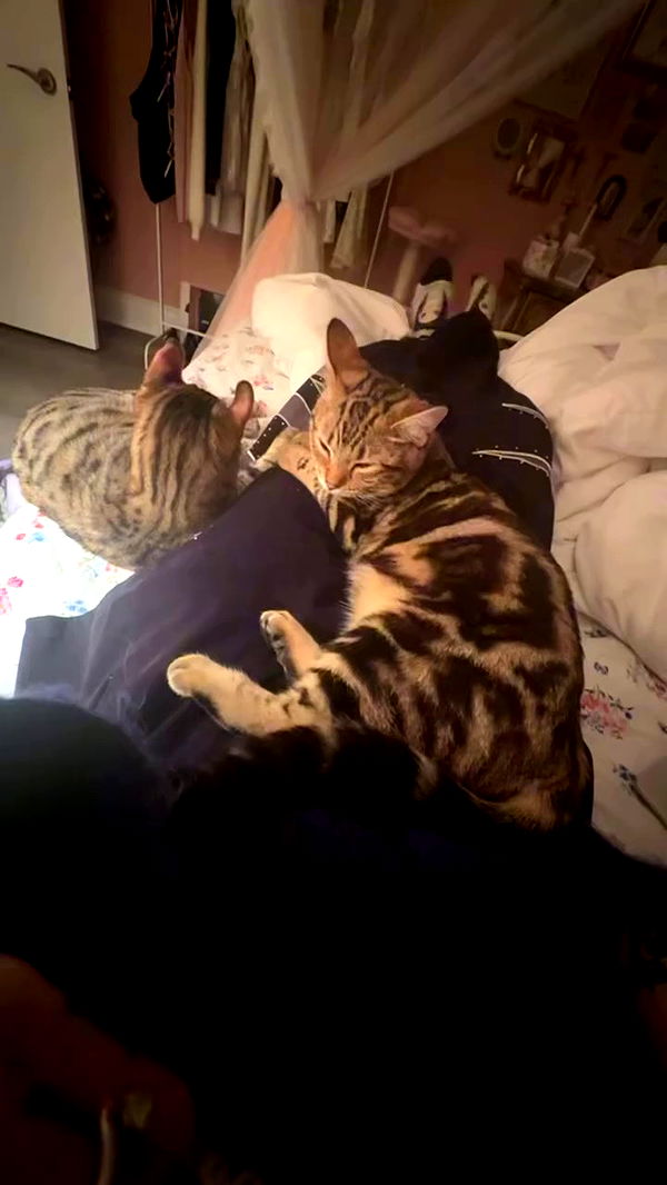 laurinchhhe archive video preview