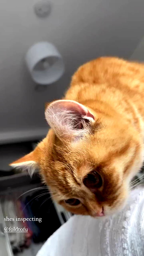 ivy.owowo archive video preview