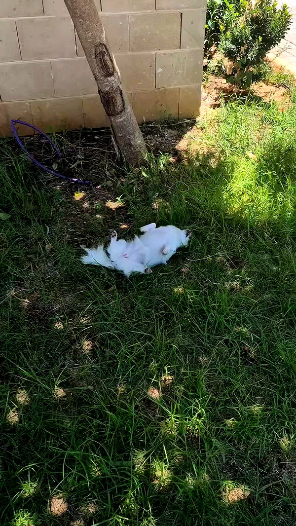 tinapavlov.sky archive video preview