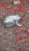 karin_orhov Altpins Profile Picture