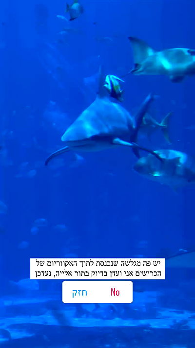 itsilanosh itsilanosh archive video