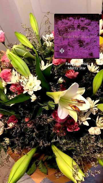 nettakatycat archive video preview