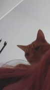 reitoshin Altpins Profile Picture