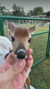_littlerobin_ Altpins Profile Picture