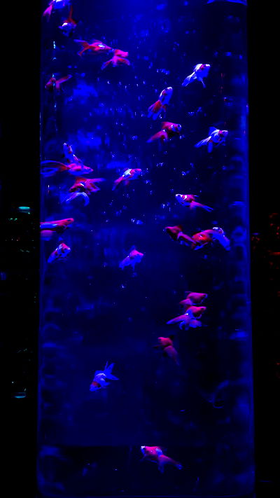 itsilanosh itsilanosh archive video