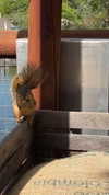 astarwbry_ Altpins Profile Picture