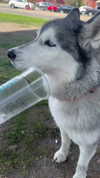 leyagornaya Altpins Profile Picture