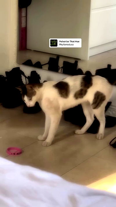 liashaked liashaked archive video