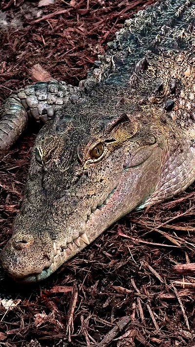 itsilanosh itsilanosh archive video