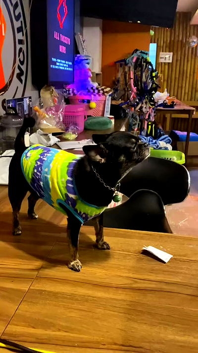 yam_adler yam_adler archive video