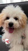 shira_or_adar_ Altpins Profile Picture