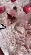 ivy.owowo Altpins Profile Picture