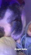 novahnovielli Altpins Profile Picture