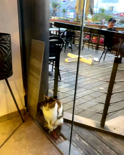 tuliprivet tuliprivet archive video