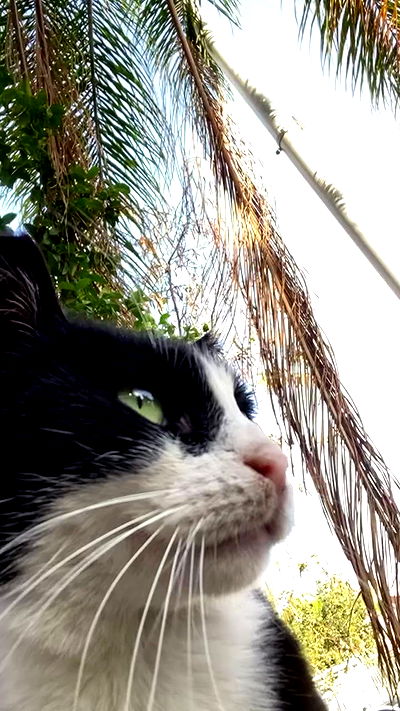 g.a.l.1.a g.a.l.1.a archive video