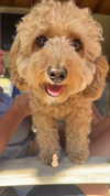 bellarenaldi Altpins Profile Picture