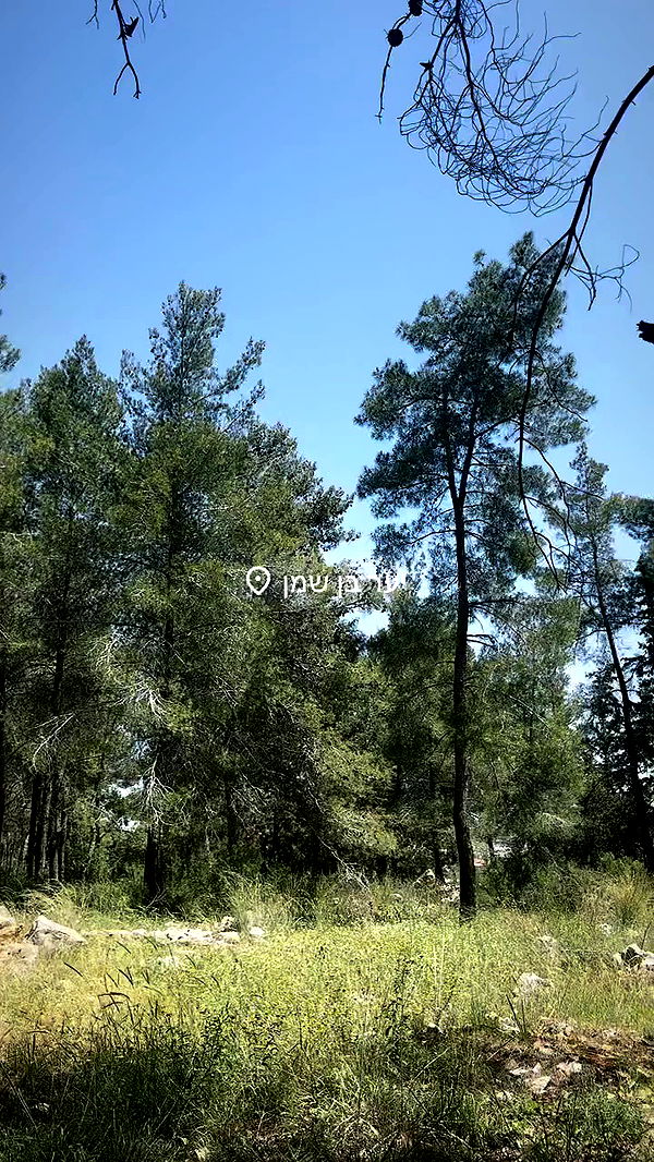 romy_ayalla_lavi archive video preview