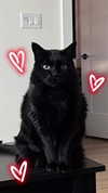 blairvira Altpins Profile Picture