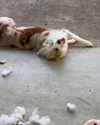 catherine__roze Altpins Profile Picture