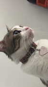 ariel.peri Altpins Profile Picture