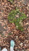 katie_westwood Altpins Profile Picture