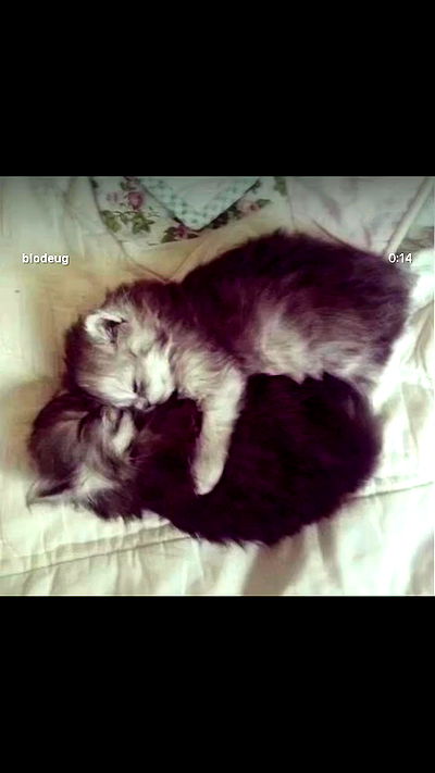 hellokittyangel666 hellokittyangel666 archive video