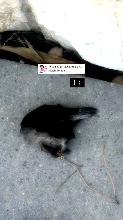 moonliliaght moonliliaght archive video