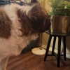 lilmochidoll Altpins Profile Picture