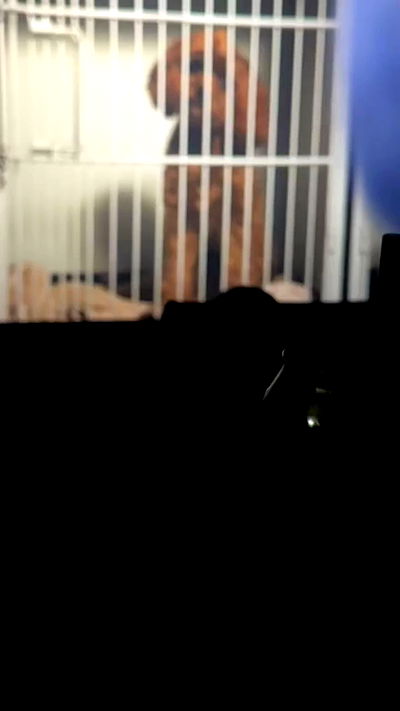 annfigma annfigma archive video