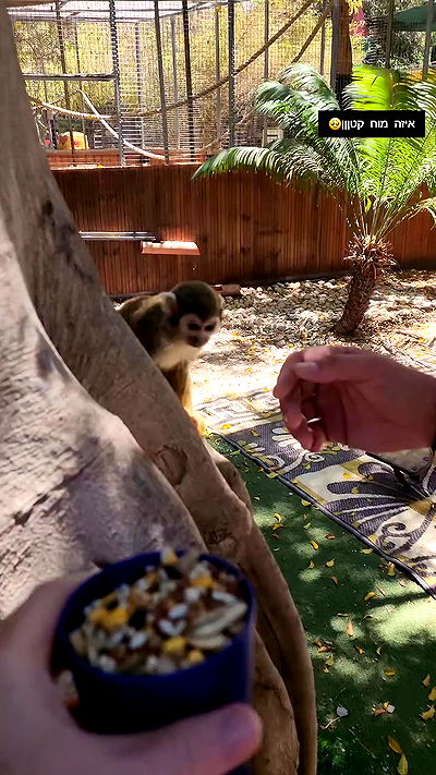 eveliniya eveliniya archive video