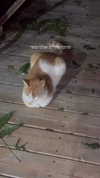 karin_orhov Altpins Profile Picture