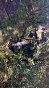 sydney_melman Altpins Profile Picture